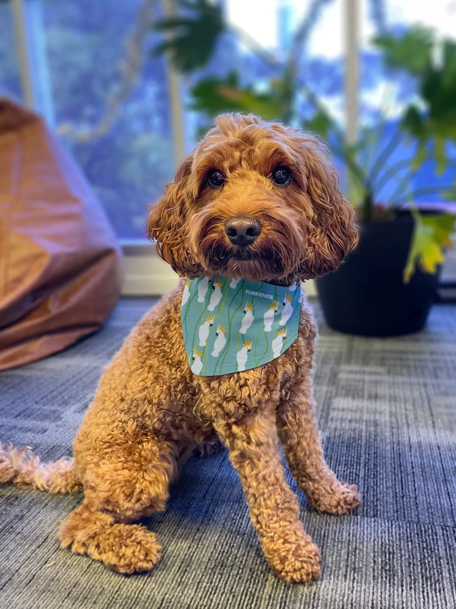 Australian Magpie Reversible Dog Bandana With Collar