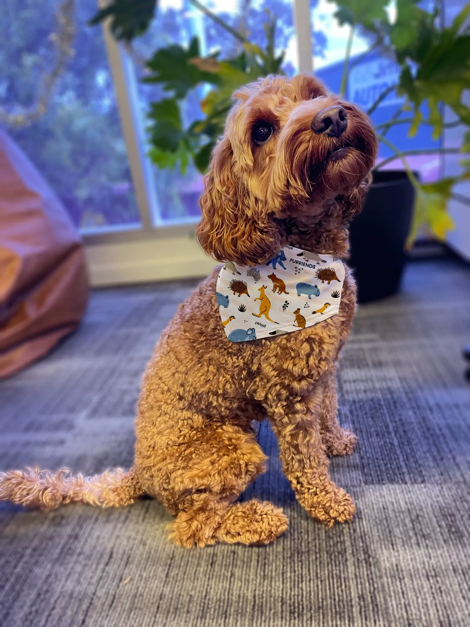 Australian Magpie Reversible Dog Bandana With Collar